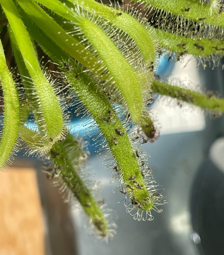 Drosera capensis