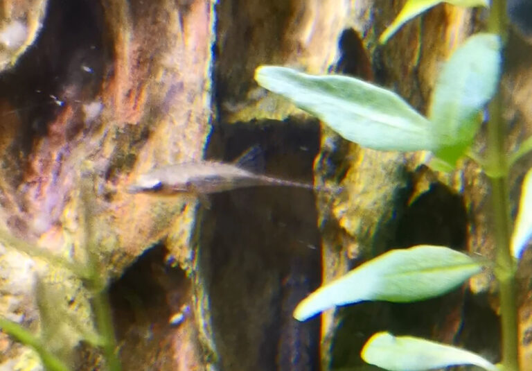 crocodile stick fish