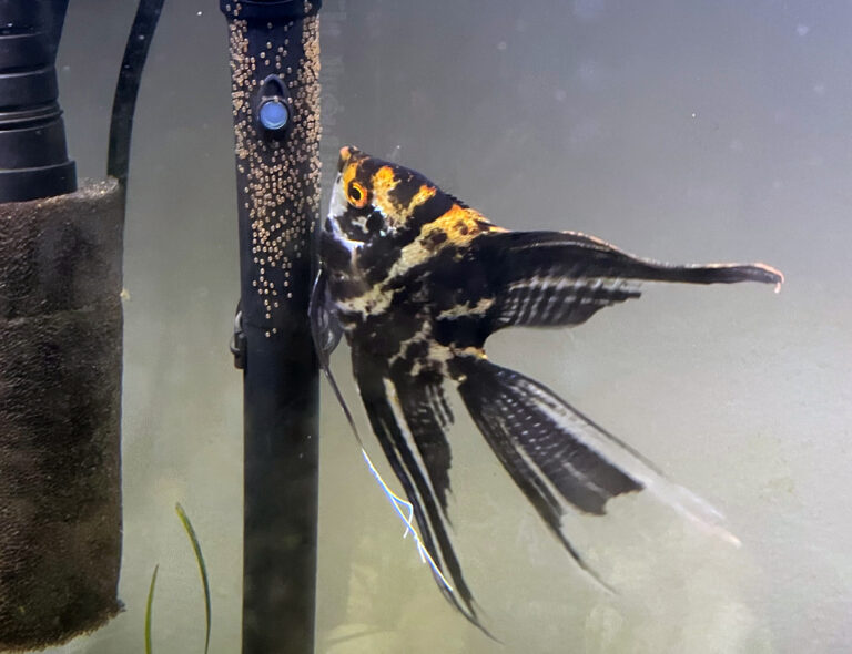 angelfish breeding