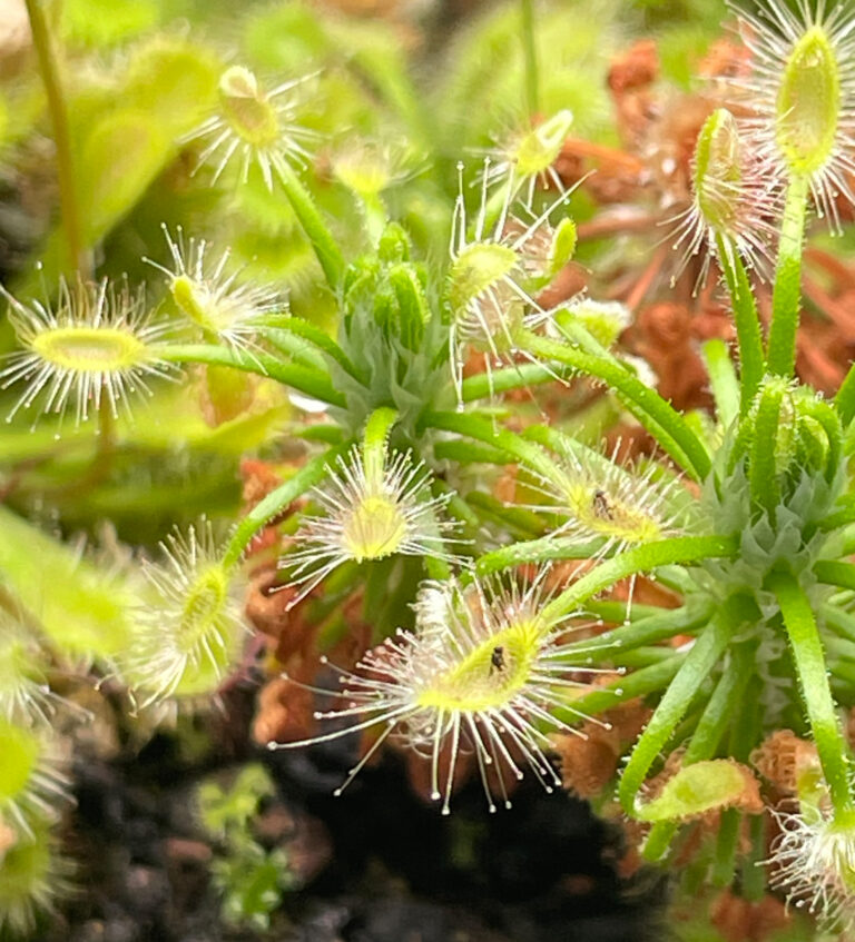 Drosera Scorpioides