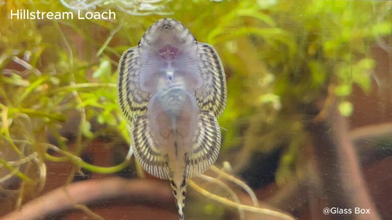 Tiger Hillstream Loach heart beat(2)-Cover