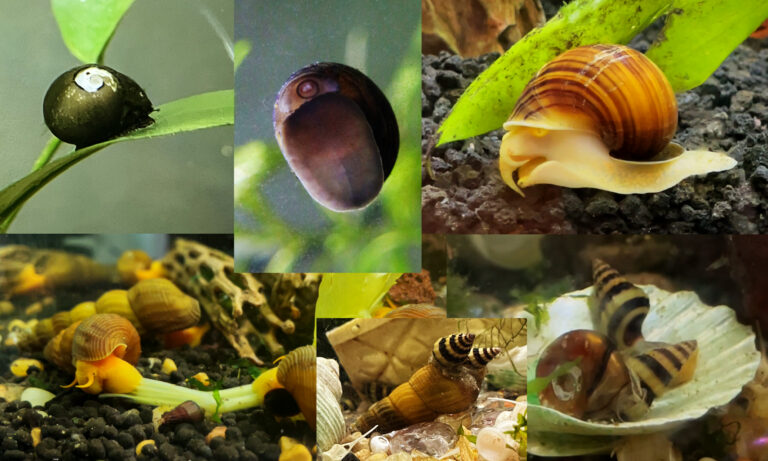 my snails-1