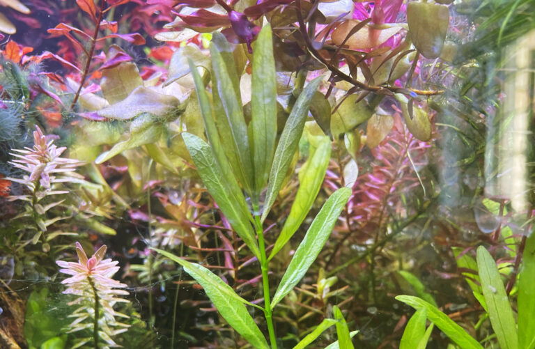 Aquarium Plants cover