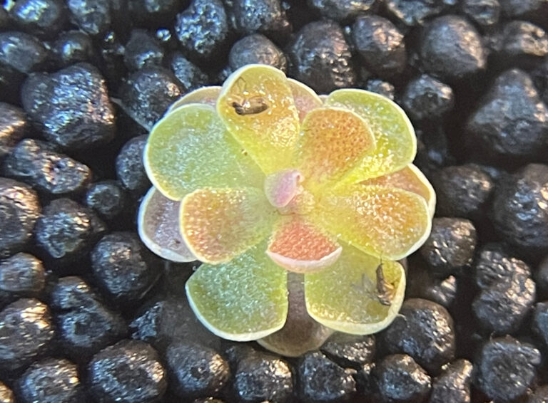 Pinguicula Ehlersiae-1